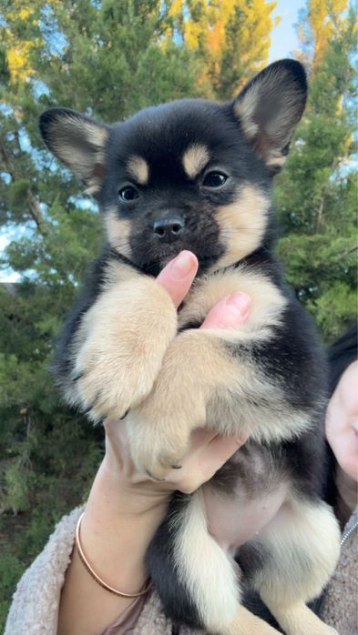 Метис шпіца дівчинка чорно-підпала