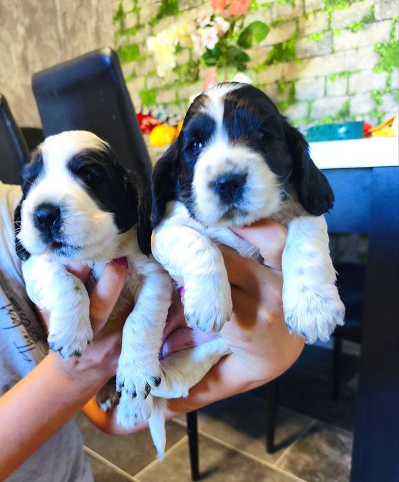 Cocker spaniel angielski biało-czarny z przesianiem