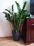 Kwiat zamioculcas