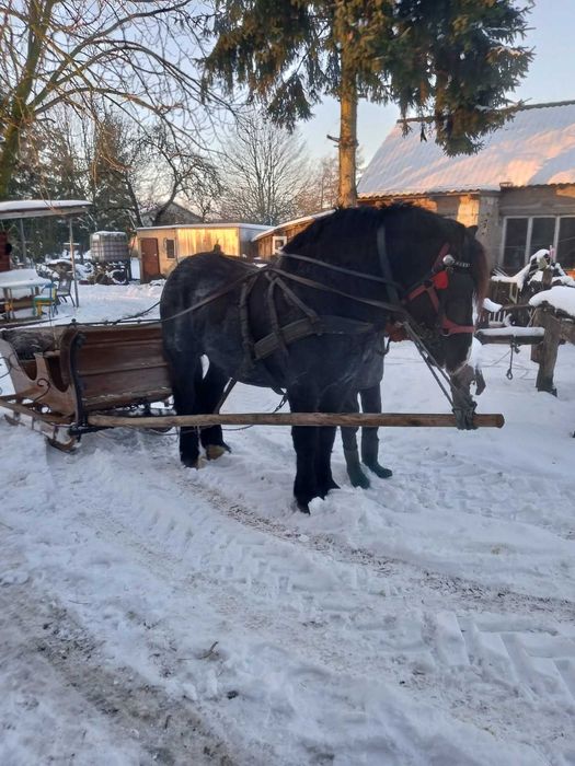 Ogier sztumski przygotowany na aukcje wiosenną