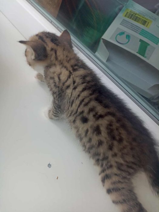 Котята в добрі руки хлопчики та дівчата стерилізація безкоштовна