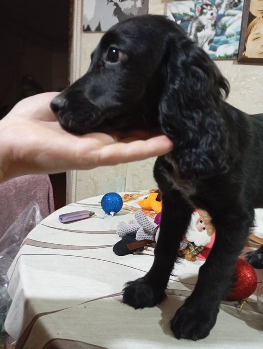 Спанієль дівчинка, девочка кокер спаниель