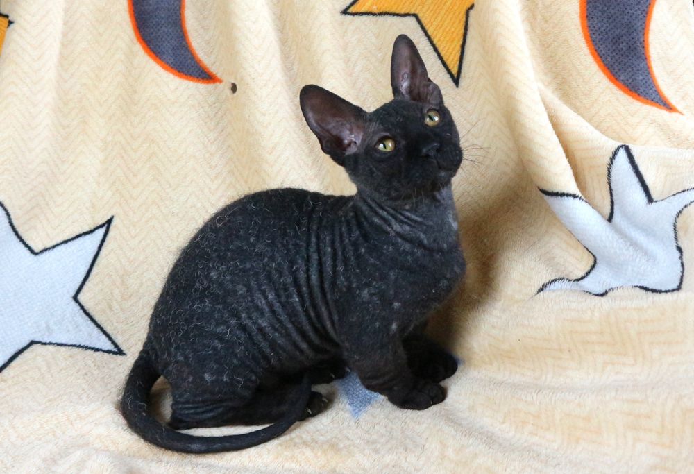 Котенок бамбино. Девочка