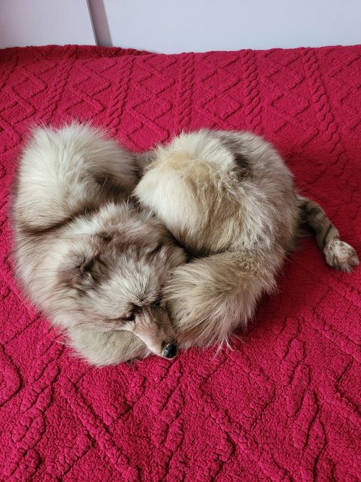 Szal- kołnierz lis i czapka