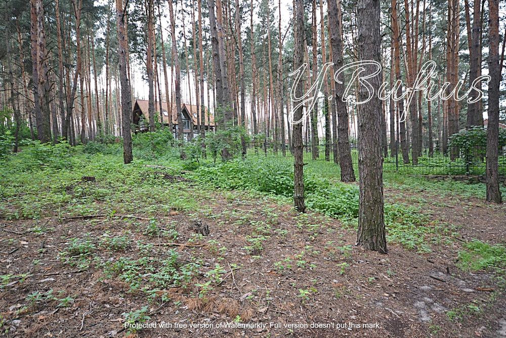 Одеський шлях. В. Салтанівка. Ділянка в сосновому лісі 25 с.