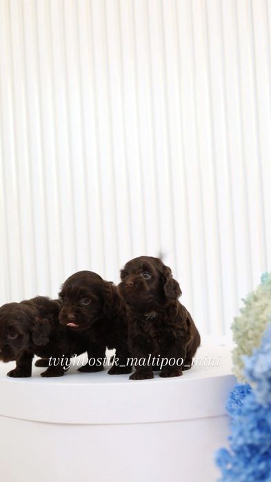 Мальтипу Ф1 шоколад дуже гарні