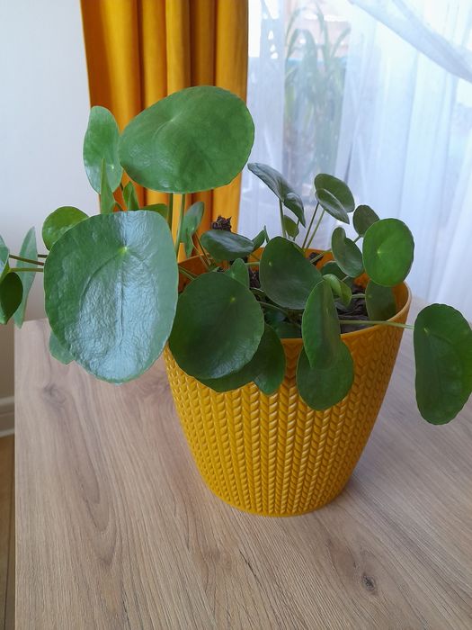 Sadzonki pieniążka Pilea łade