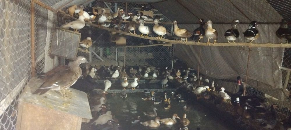 Várias raças de galinhas ornamentais