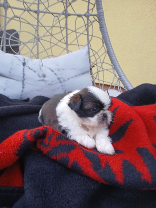 Shih tzu śliczny piesek