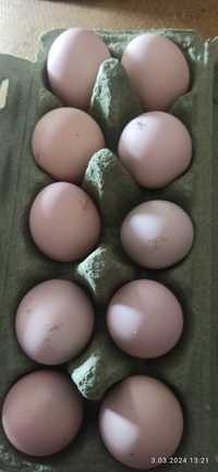 Jaja lęgowe od zielononóżek.