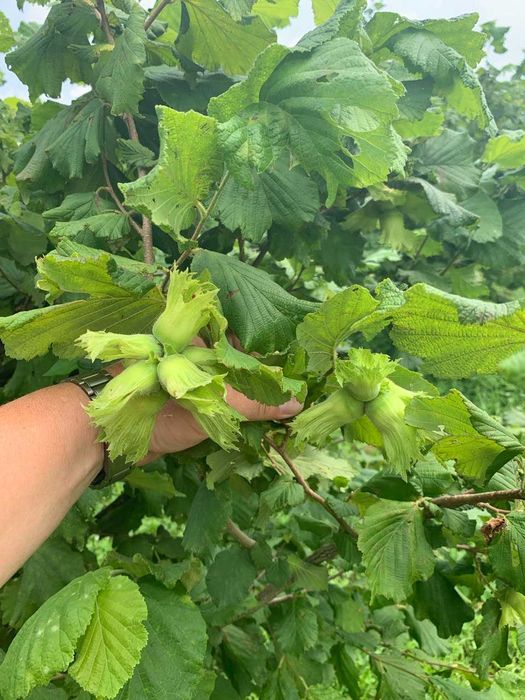 Продам дворічні саджанці фундука Істрійський довгий (Istarski dugi)