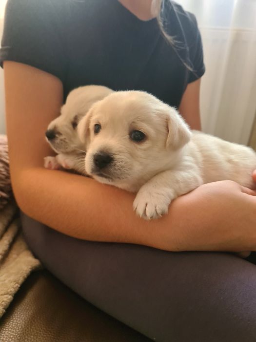 Pieski Szczeniaki szukają nowych waścicieli