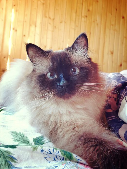 Вязка кот невская маскарадная