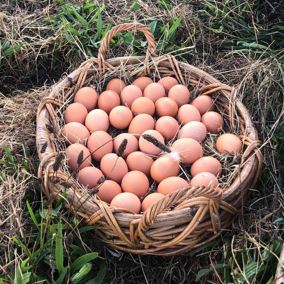 Jaja kurze wiejskie - jajka od kur z wolnego wybiegu