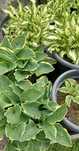 Hosta / Funkia do ogrodu