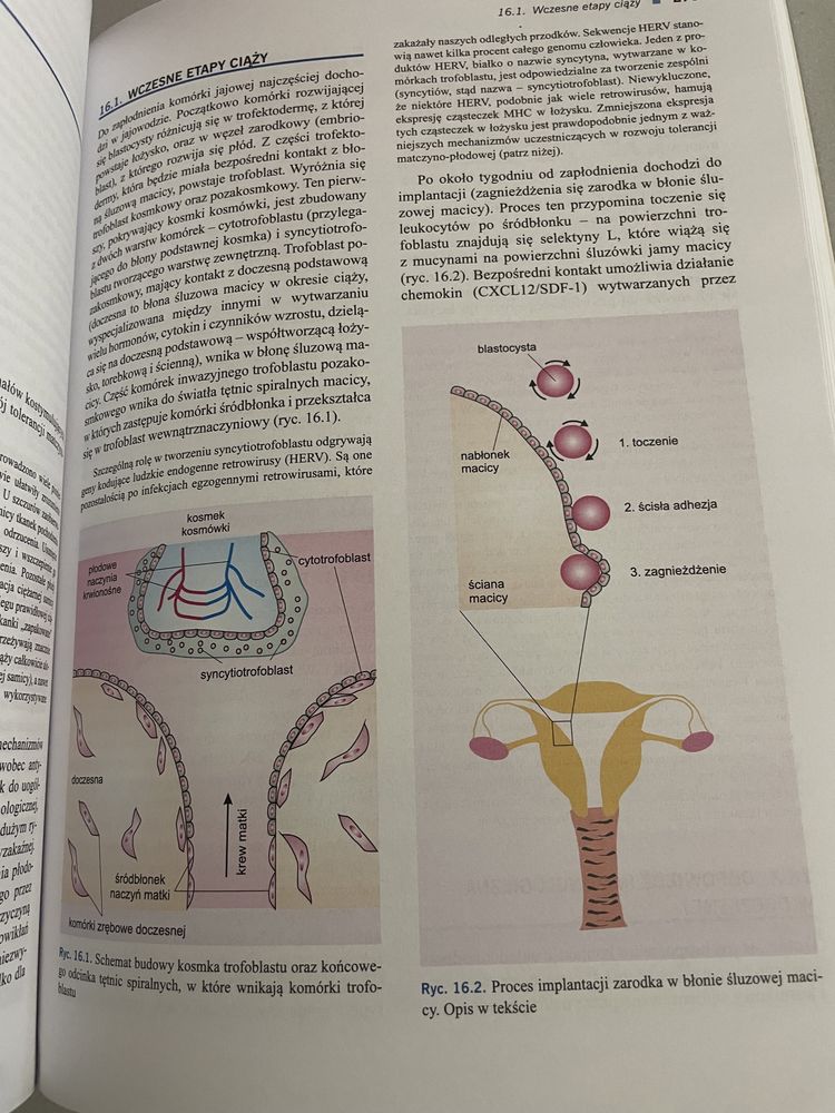 Immunologia Gołąb