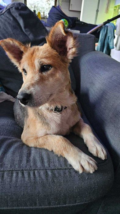 Symptyczna sunia szuka domku