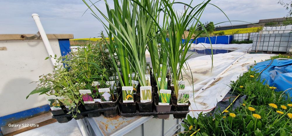 Rośliny Wodne do oczka stawu WYPRZEDAZ !