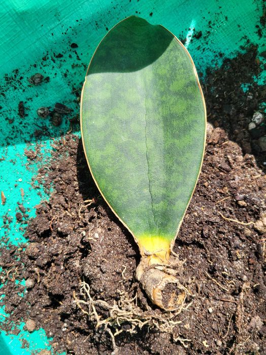Sansevieria masoniana