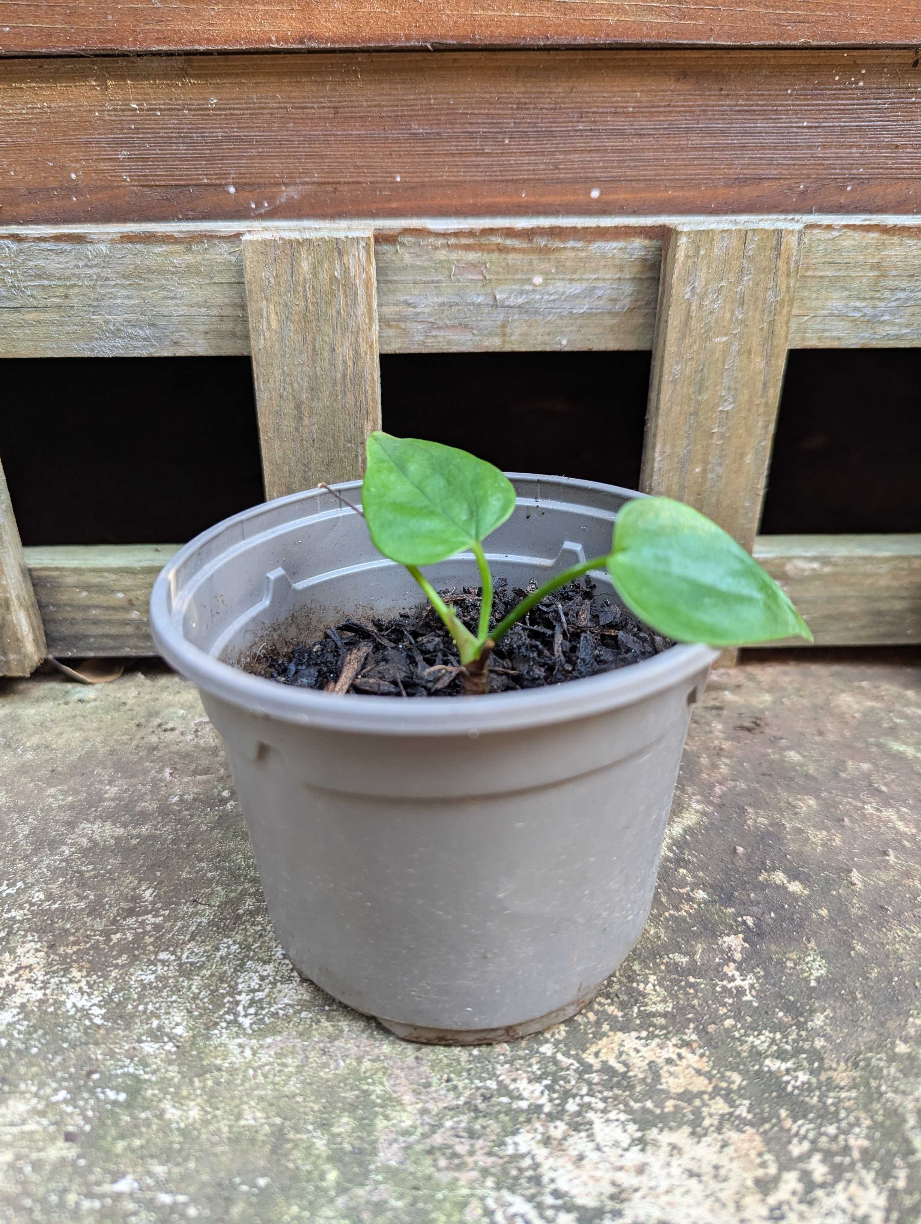 Plantas para venda! :)