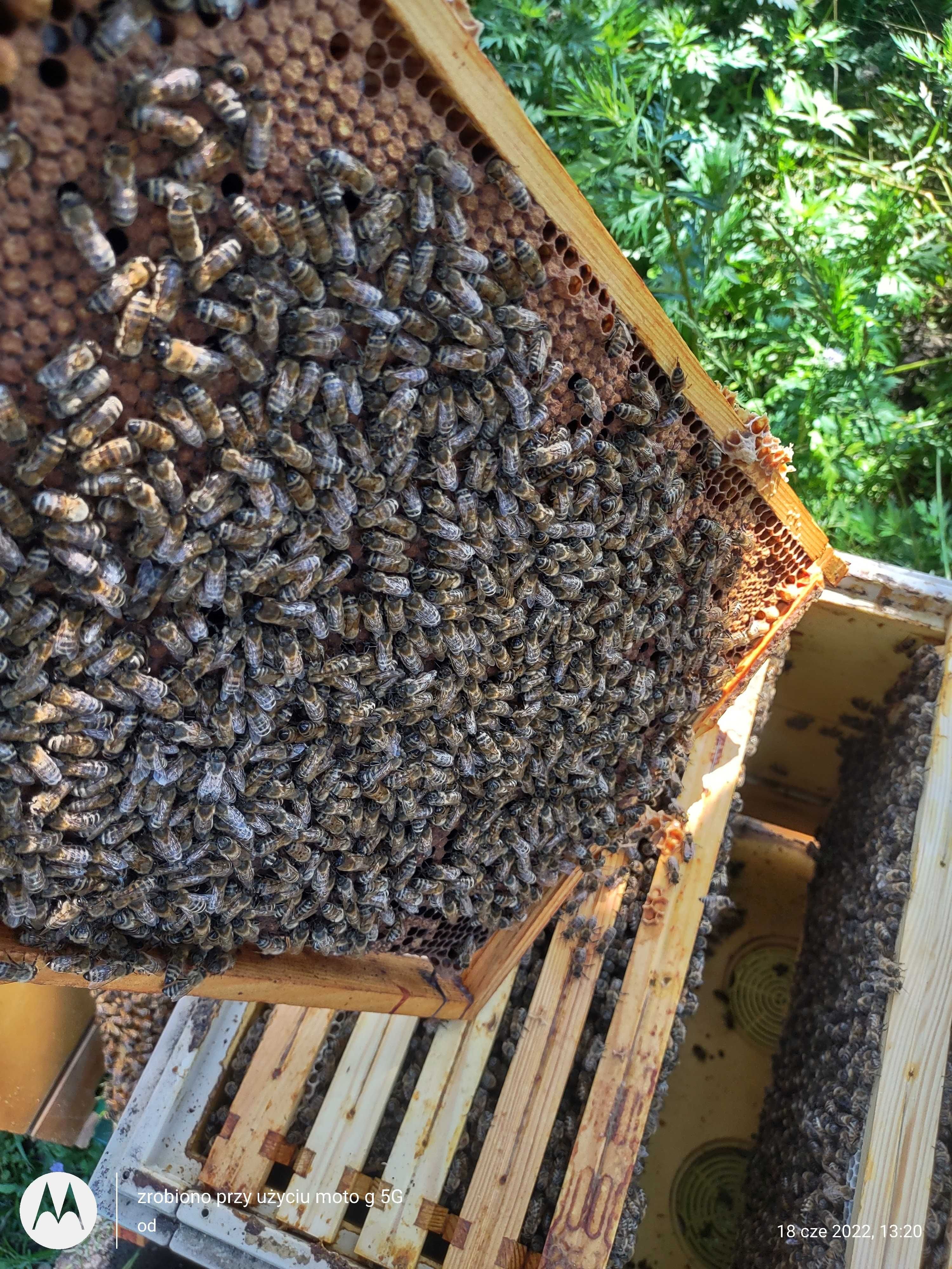 Pszczoły rodziny pszczele