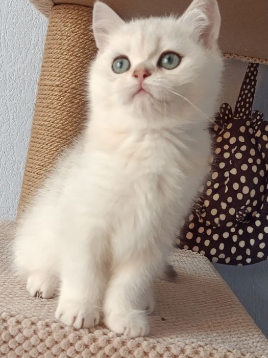 Шотландський срібний муркотун