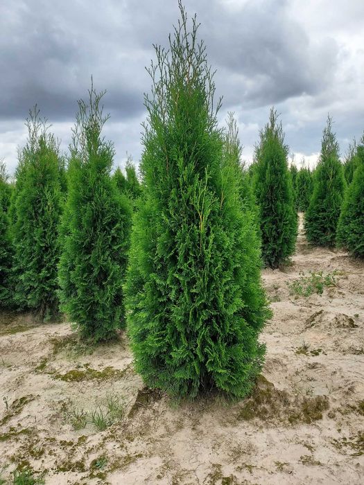 Tuje szmaragd 80-160 cm
