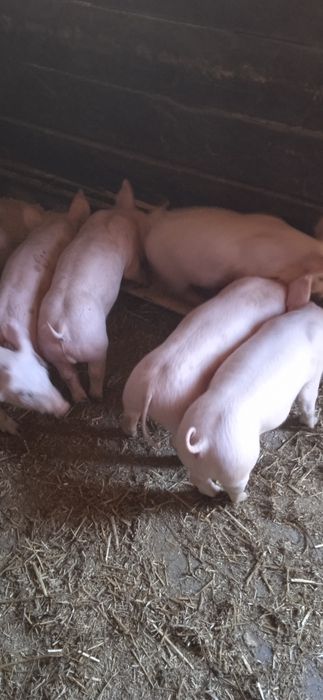 Продаються поросята трех породний гібрід