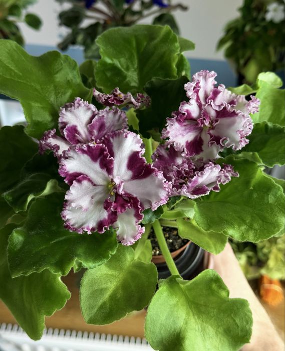 Квітуча фіалка химера ЛЕ-Взбитые Сливки