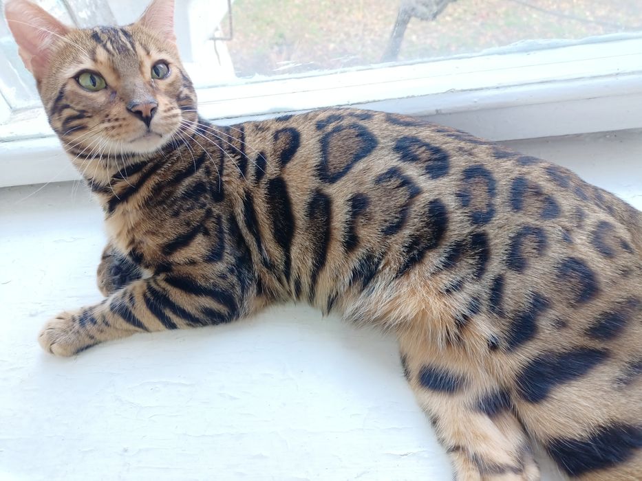 Вязка - опытный  бенгал