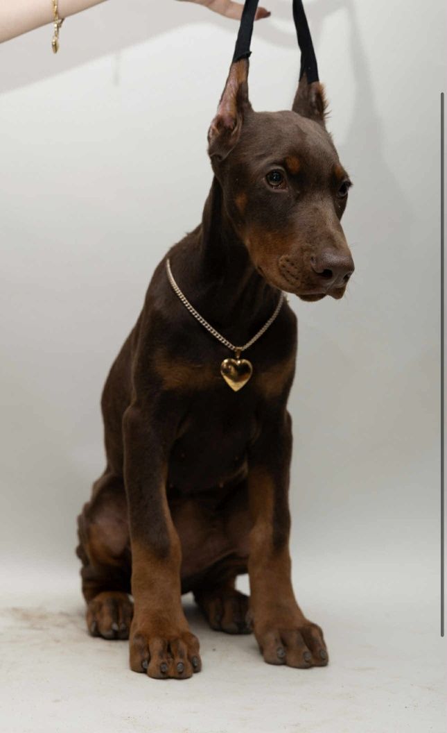 Suczka doberman FCI