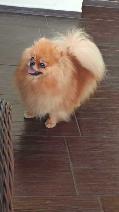 Sunia Pomeranian Szpic miniaturowy
