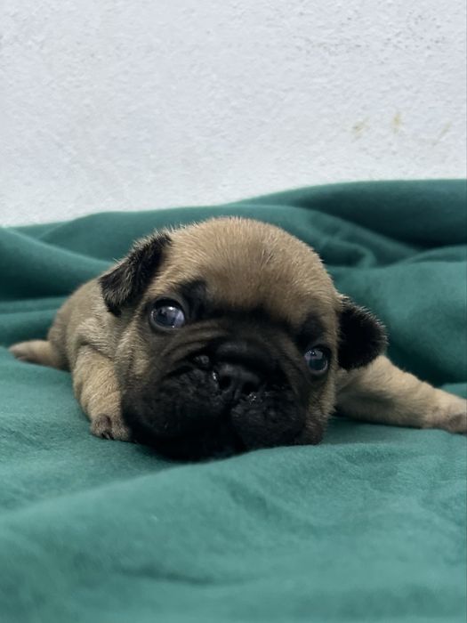 Bulldog frances Menino