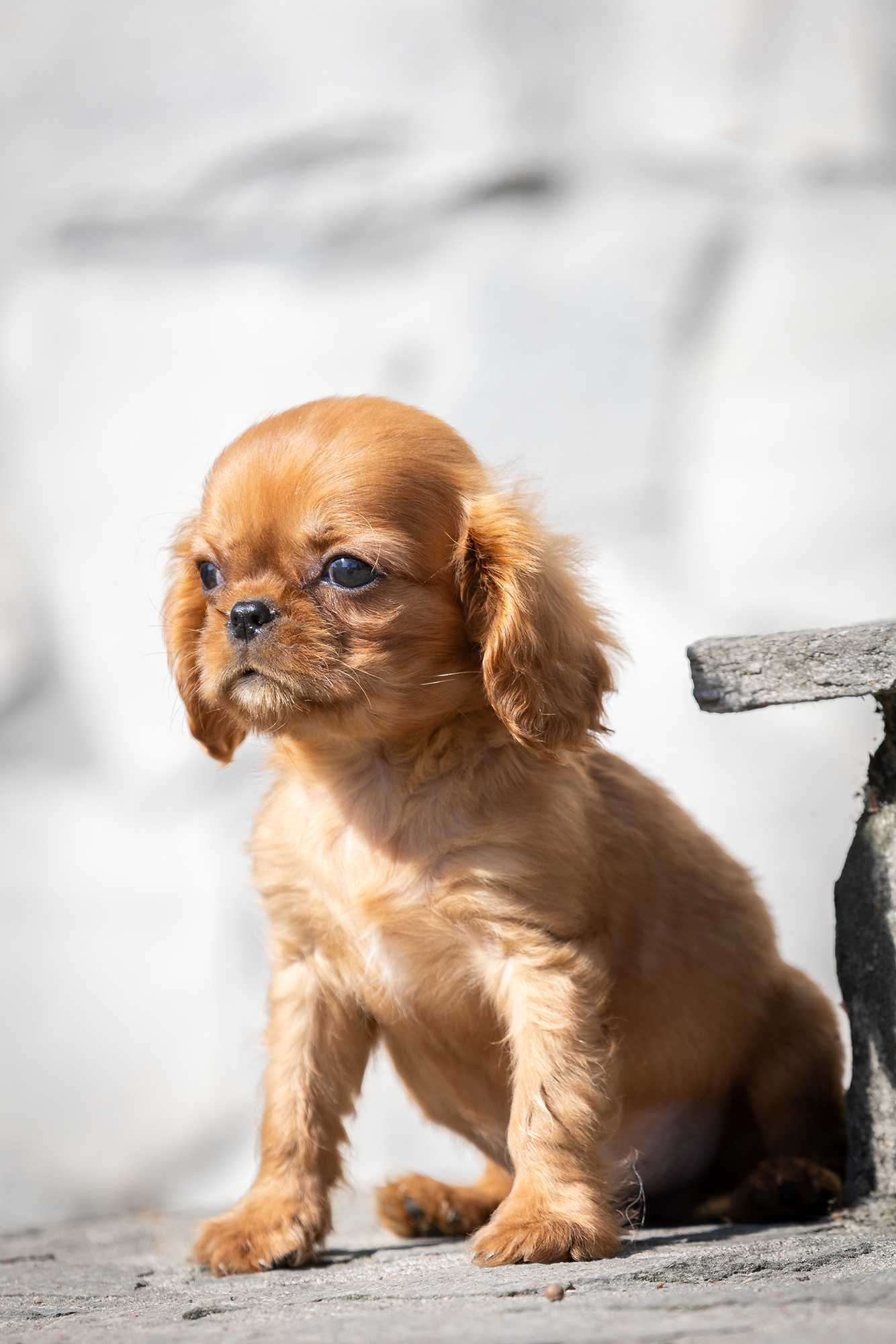 Cavalier King Charles Spaniel* Chłopczyk LUIS gotowy do odbioru