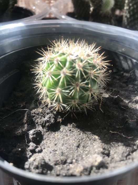 Детки кактусов микс