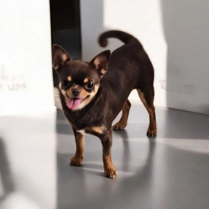 Chihuahua suczka ZKwP FCI