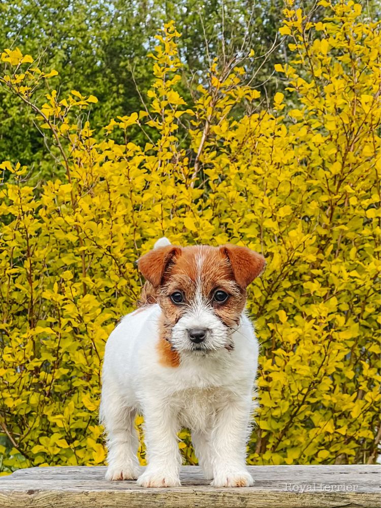 Suczka Jack Russell terrier ZKWP/FCI