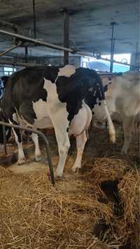 Sprzedam krowy - likwidacja stada krów mlecxnych