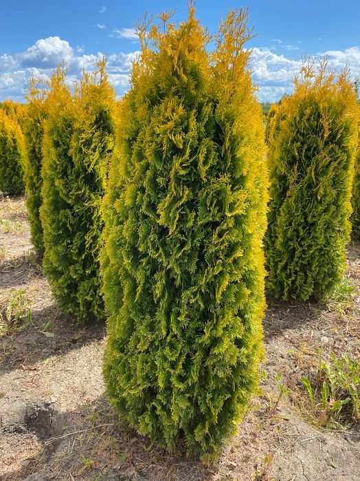 Piękna thuja tuja GOLDEN SMARAGD 240-320 cm złota Żywopłot