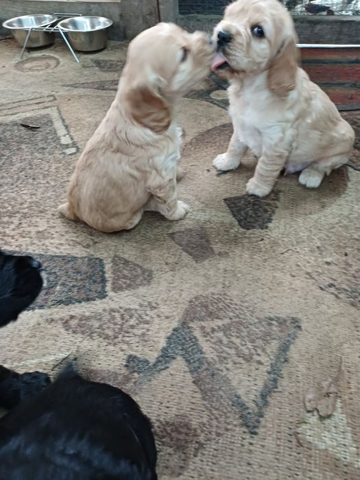 Цуценята англійський кокер спаніель