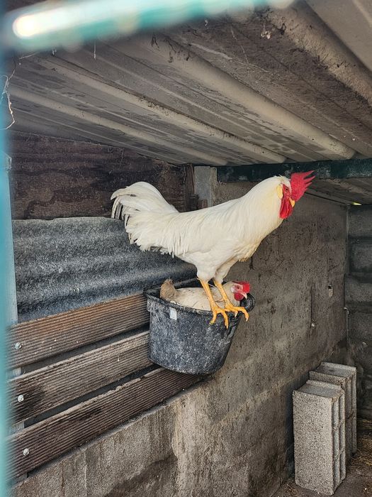 Ovos galados Leghorn branca