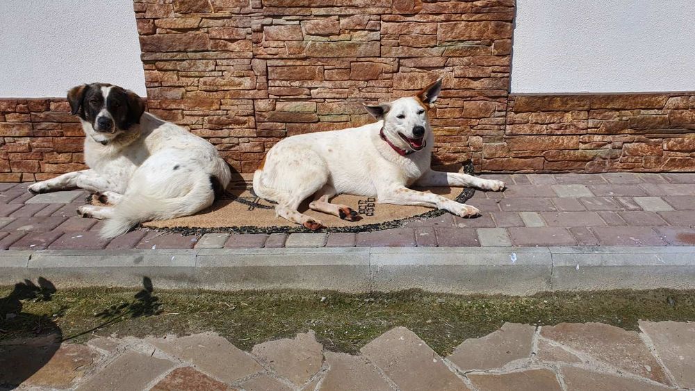 Пропали собаки. Материальное вознаграждение тому,кто найдет их!!!