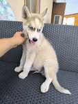 Syberyjski husky piesek niebieskie oczka