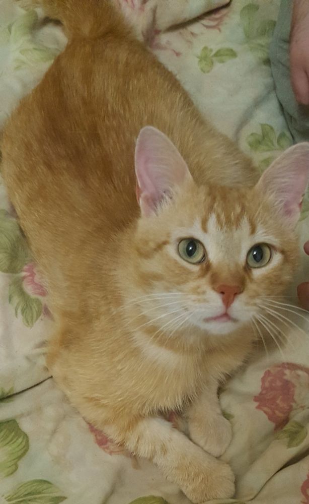 Срочно ищу дом котику