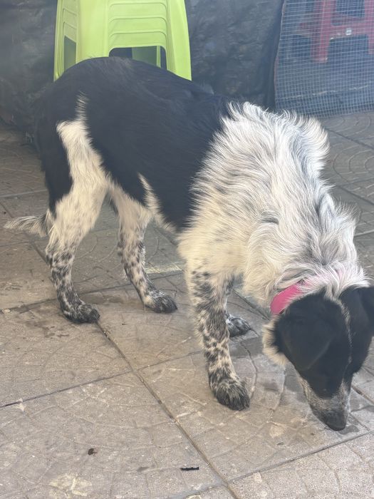 Border Collie Femea