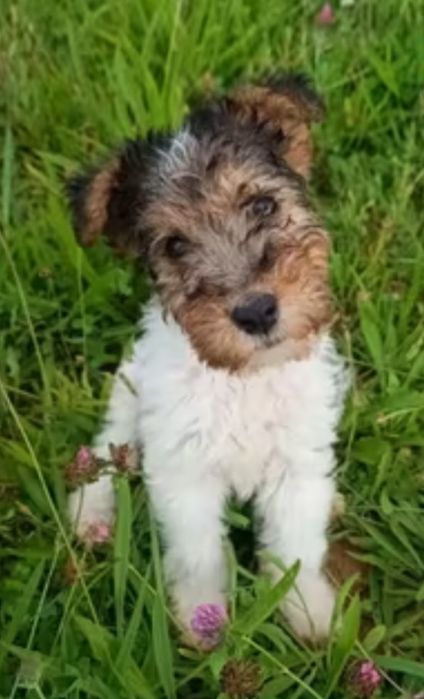 Fox Terrier  cachorro
