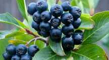 ARONIA najwartościowy zdrowotnie owoc jagodowy