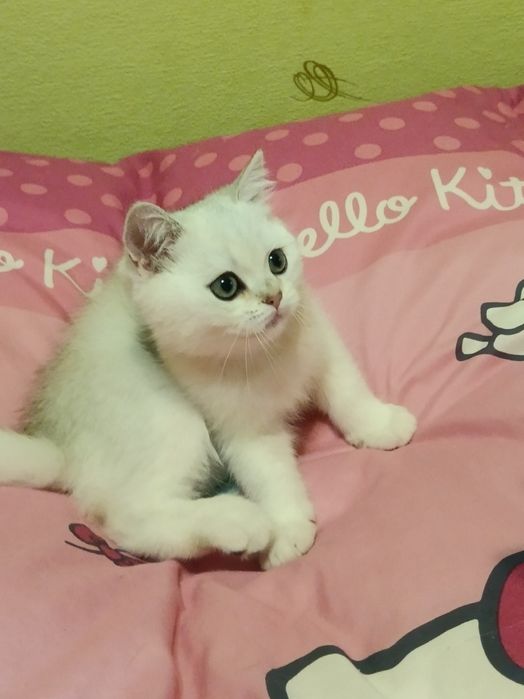 Срібна шиншилла, хлопчик