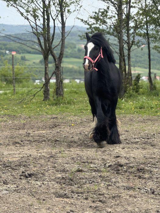 Na sprzedaż - 4-letni wałach rasy Tinker