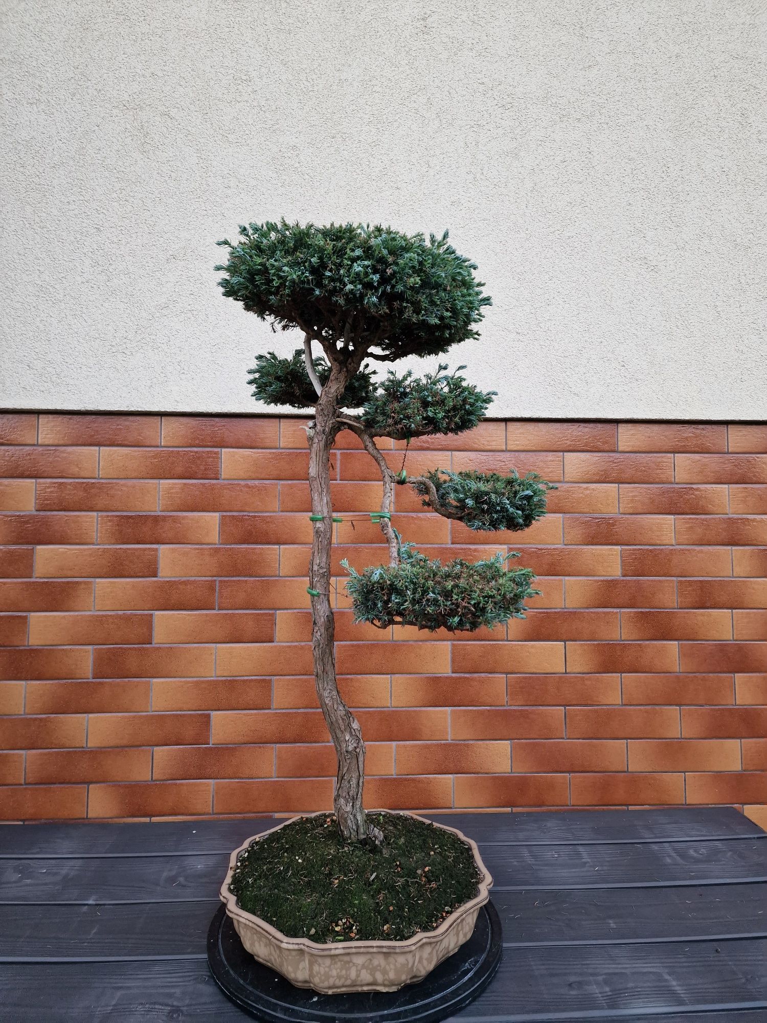 Promocja!!! Bonsai sztukateria miniaturyzacji drzew i krzewów